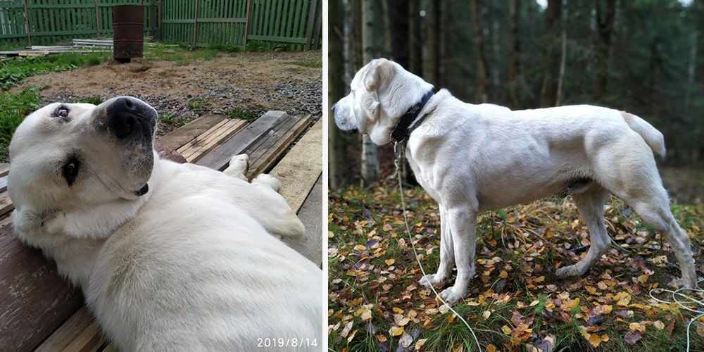 Потап
